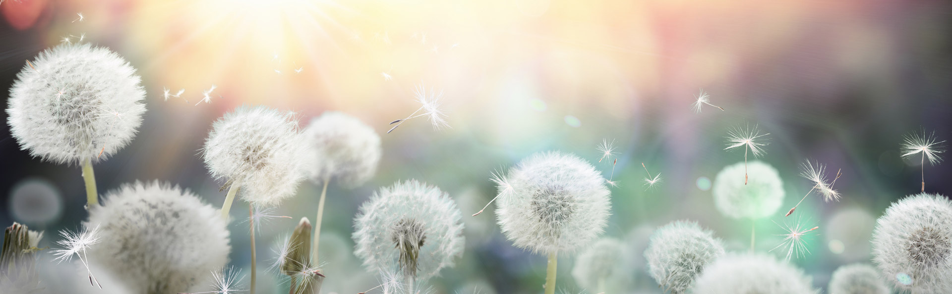 cabinet alergologie Sibiu - Corina Porr